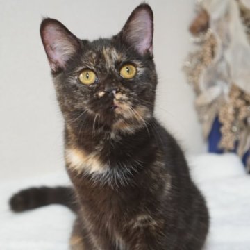 ブリティッシュ✖️スコティッシュ【京都府・女の子・2025年4月24日・トーティー】の写真「お顔が綺麗でとっても甘えたさんです💗」