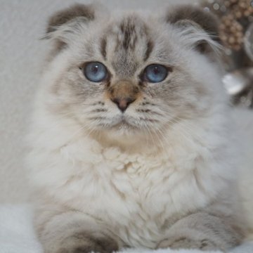 ブリティッシュ✖️スコティッシュ【京都府・男の子・2025年5月23日・シールポイント】の写真「お目👀が青くとっても可愛い子です🩵」