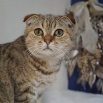 ブリティッシュ✖️スコティッシュ【京都府・男の子・2025年4月24日・ブラウンタビー】の写真「とっても人懐っこくて抱っこが大好きです❤️」