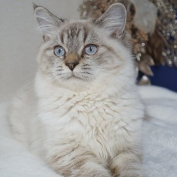 ブリティッシュ✖️スコティッシュ【京都府・男の子・2025年4月24日・シールポイント】の写真「穏やかでお目👀が青くとっても可愛い子です🩵」