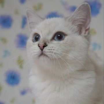 スコティッシュフォールド(立ち耳)【京都府・女の子・2024年7月25日・シールポイント】の写真「とっても可愛い女の子です💗」