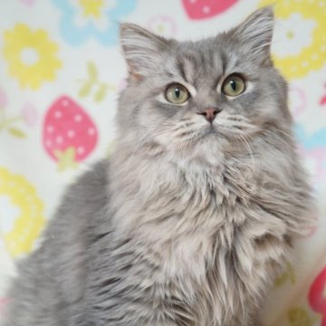ブリティッシュ×ミヌエット【京都府・男の子・2024年6月14日・ブルータビー】の写真「とってもかわいい子です🩵」