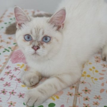 ブリティッシュ✖️スコティッシュ【京都府・女の子・2025年4月7日・シールポイント】の写真「お目👀が青くとっても可愛い子です🩵」