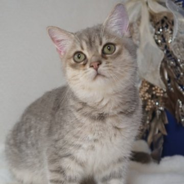 ブリティッシュ✖️スコティッシュ【京都府・男の子・2025年5月11日・ブルータビー】の写真「甘えたさん🩵」