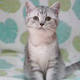 ラガマフィン✖️ブリティッシュ