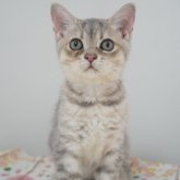 ブリティッシュ✖️スコティッシュ