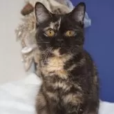 ブリティッシュ✖️スコティッシュ