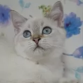 スコティッシュフォールド(立ち耳)【京都府・男の子・2024年7月25日・シールポイント】の写真1