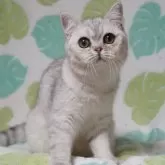 ブリティッシュショートヘア