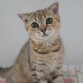 ブリティッシュ✖️スコティッシュ