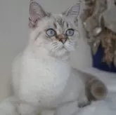 ブリティッシュ✖️スコティッシュ【京都府・女の子・2025年4月7日・シールポイント】の写真1