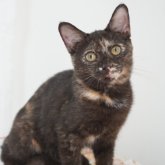 ブリティッシュ✖️スコティッシュ