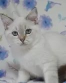 スコティッシュフォールド(立ち耳)【京都府・男の子・2024年7月25日・シールポイント】の写真3