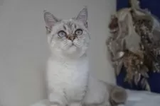 ブリティッシュ✖️スコティッシュ【京都府・女の子・2025年4月7日・シールポイント】の写真3