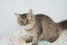 ブリティッシュ✖️スコティッシュ【京都府・女の子・2025年4月7日・ブラウンタビー】の写真4