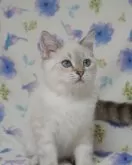 スコティッシュフォールド(立ち耳)【京都府・男の子・2024年7月25日・シールポイント】の写真4