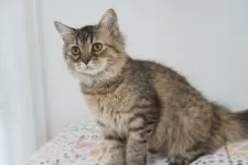 ブリティッシュ✖️スコティッシュ【京都府・女の子・2025年4月7日・ブラウンタビー】の写真5