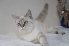 ブリティッシュ✖️スコティッシュ【京都府・女の子・2025年4月7日・シールポイント】の写真6