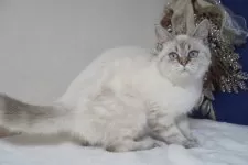 ブリティッシュ✖️スコティッシュ【京都府・女の子・2025年4月7日・シールポイント】の写真7