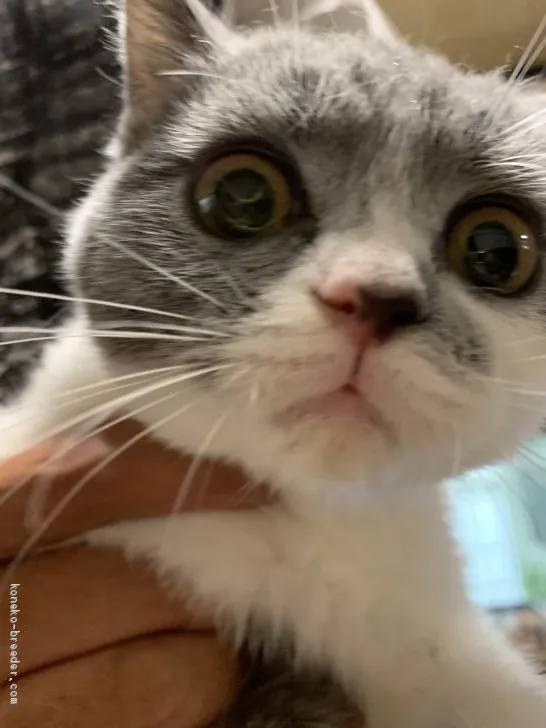 ID：1906-01810の子猫