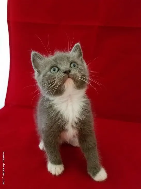 ID:1805-01635の子猫