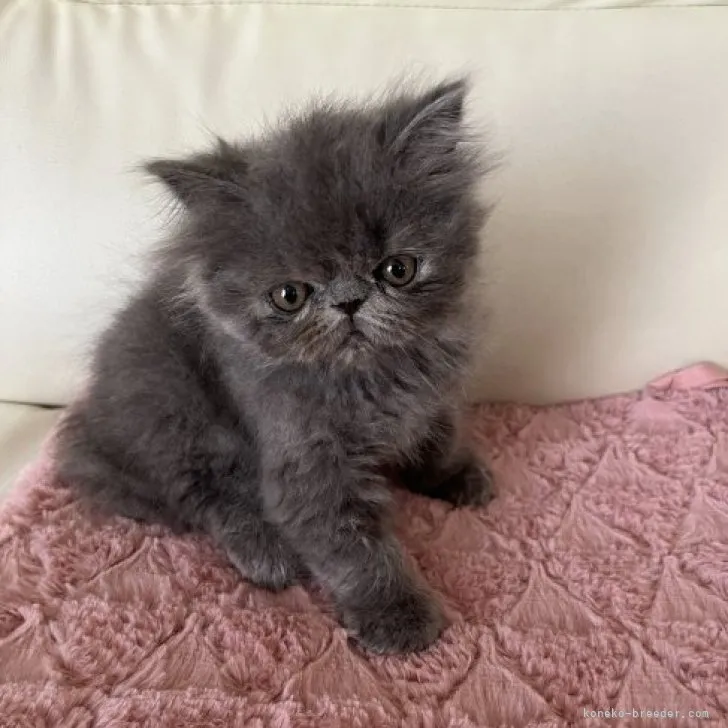 ID：2310-00995の子猫