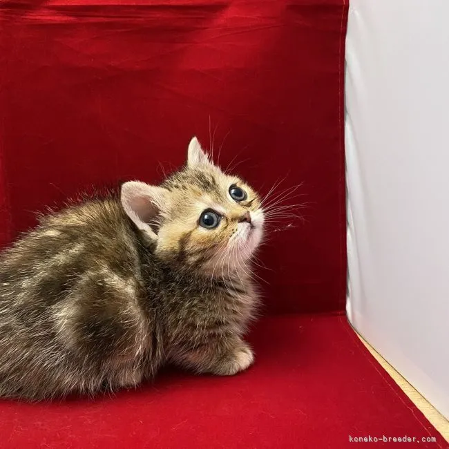 にゃんず 様のお迎えした子猫