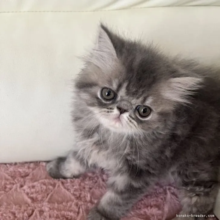 ID:2310-00996の子猫