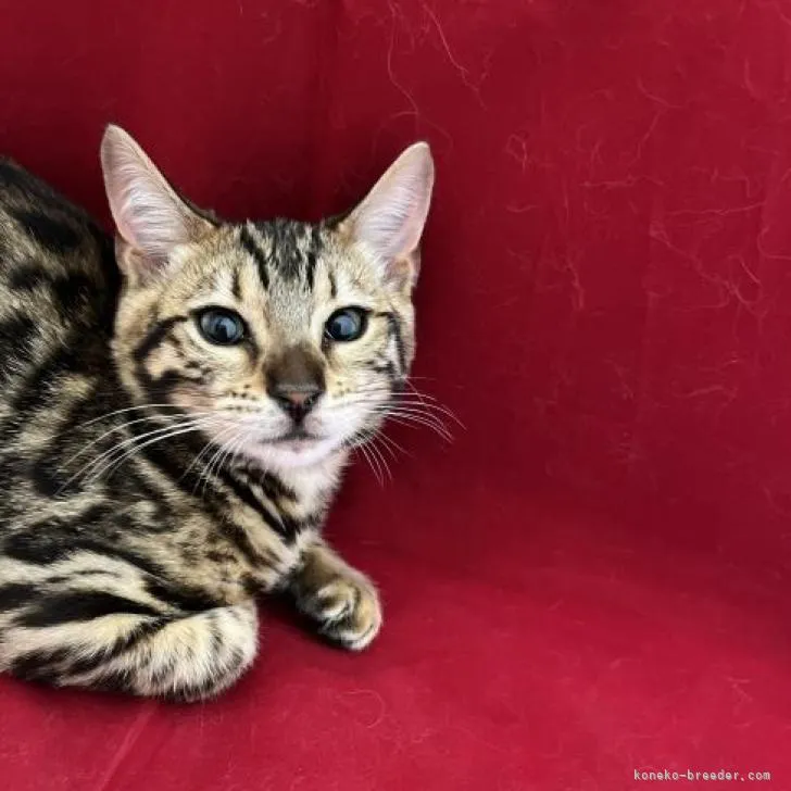 ID:2208-02311の子猫