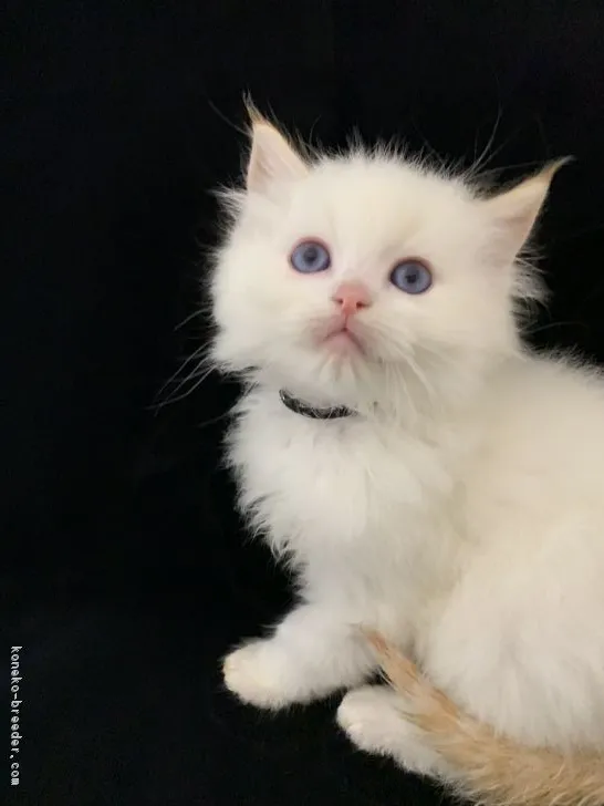 ID：1901-01416の子猫