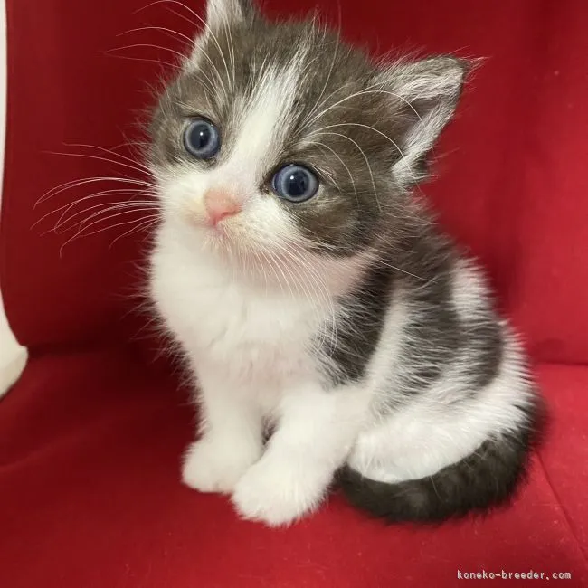 ID:2201-01973の子猫