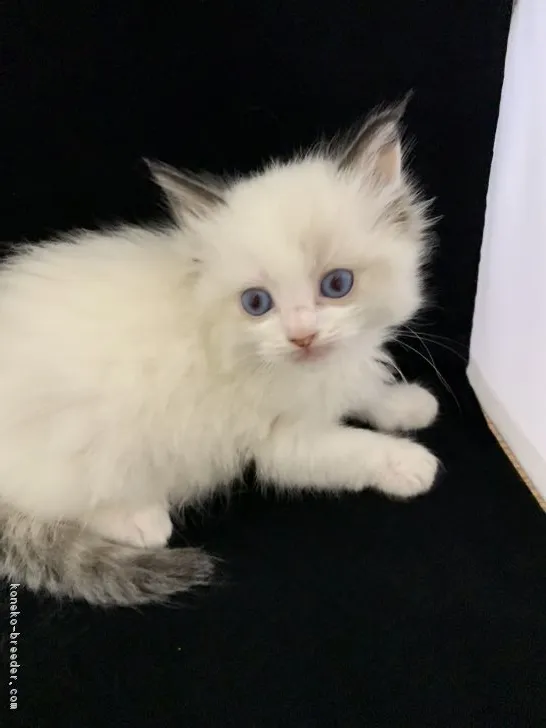ID：1809-01321の子猫