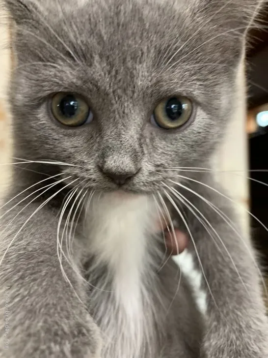 ジジ 様のお迎えした子猫