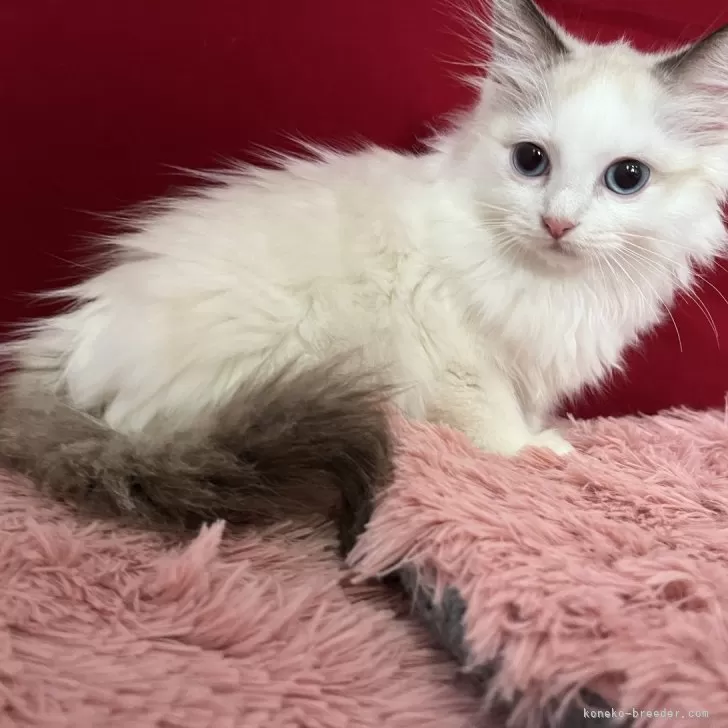 ID：2405-00333の子猫