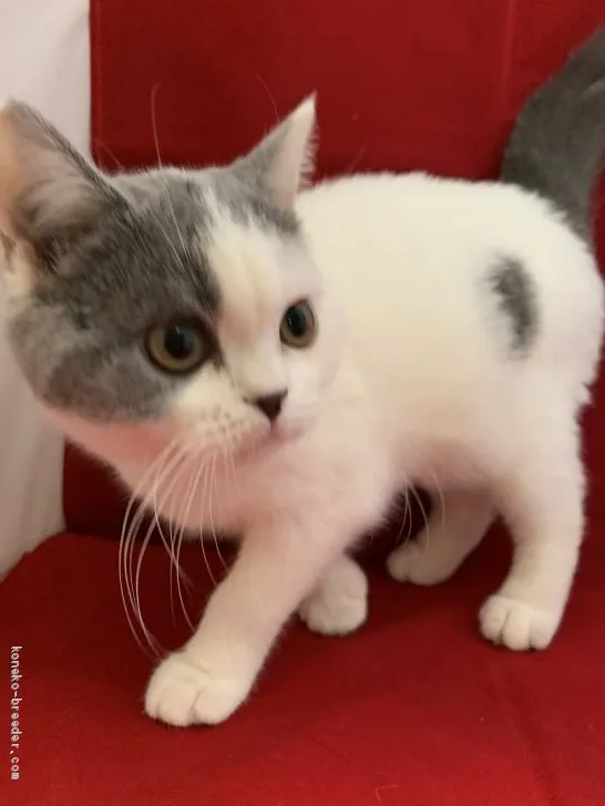 ID：1902-00512の子猫