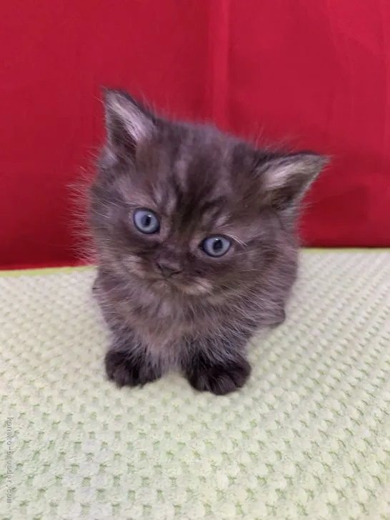 ID:2103-00123の子猫