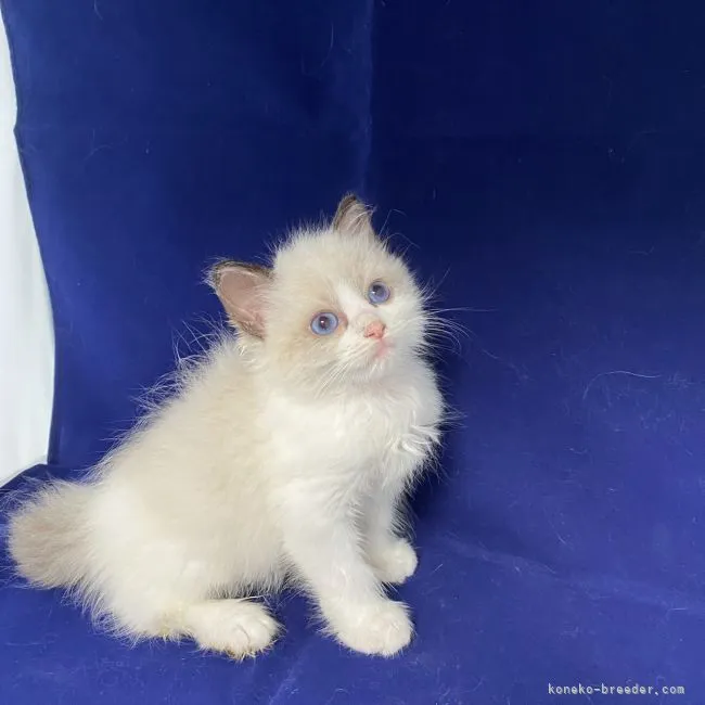 ID：2107-01951の子猫