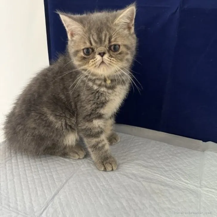 ID：2305-00181の子猫