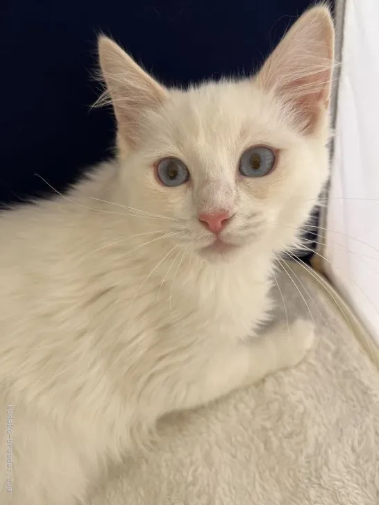 ID：2109-02224の子猫