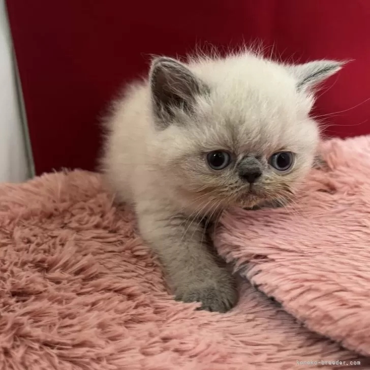 ID：2406-02876の子猫