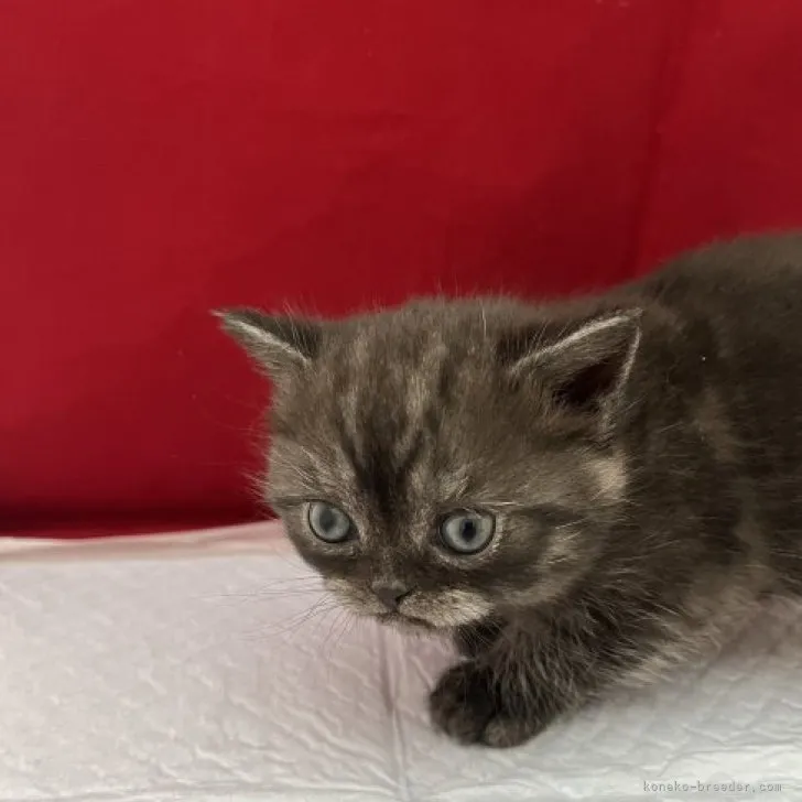 ID：2304-01595の子猫