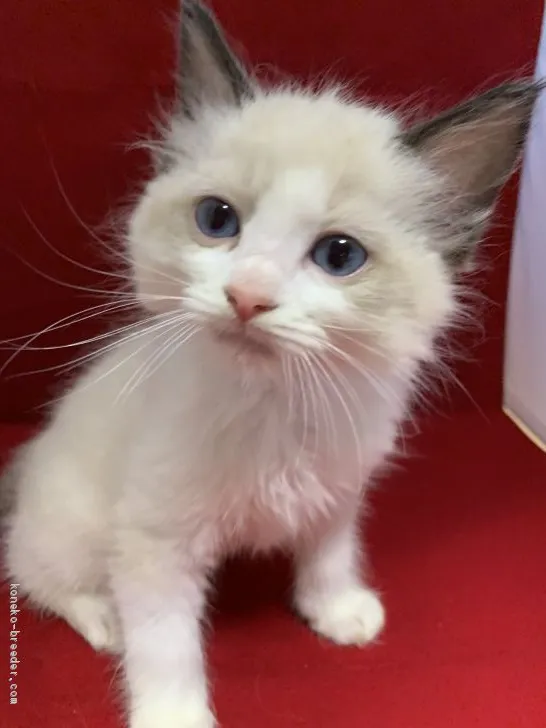 ID:1910-00777の子猫