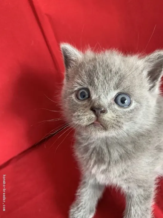 越中小太郎 様のお迎えした子猫