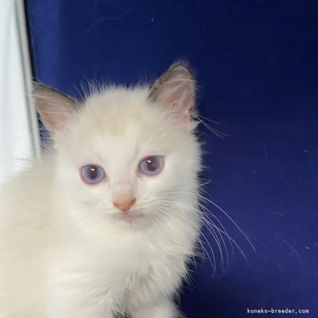 ID：2107-01952の子猫