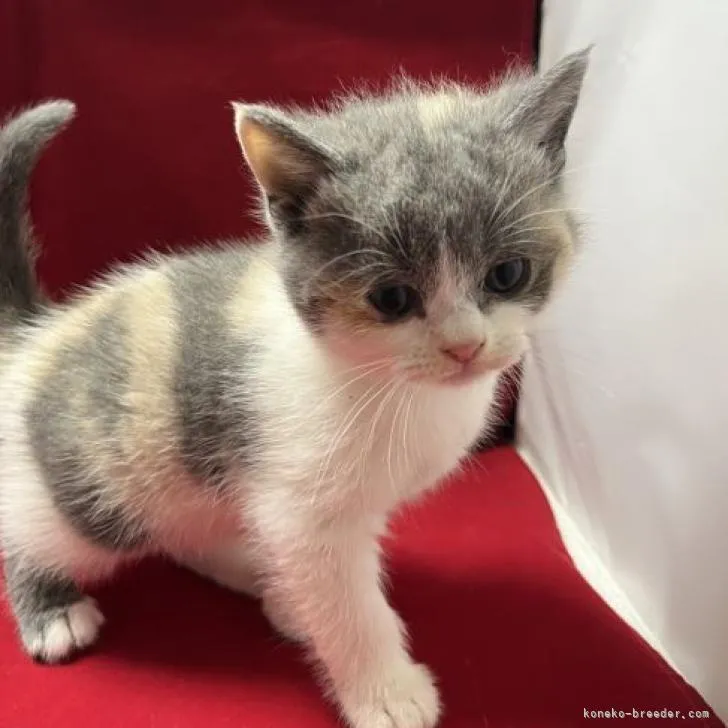 ID:2211-01962の子猫