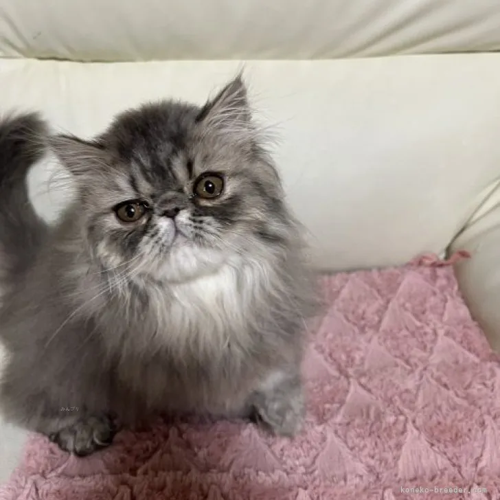 ID:2310-00993の子猫