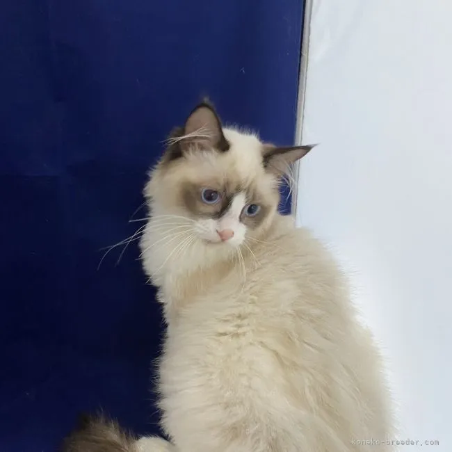 ID:2105-02492の子猫