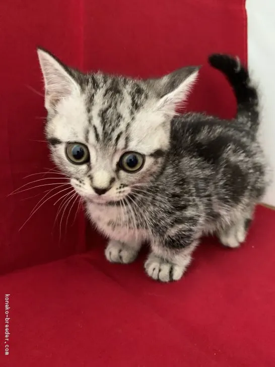 libertybell 様のお迎えした子猫