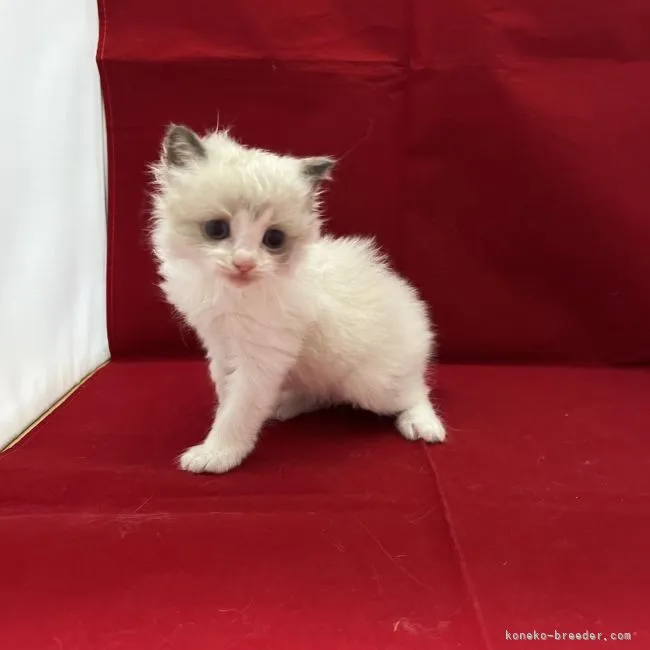 M.I 様のお迎えした子猫