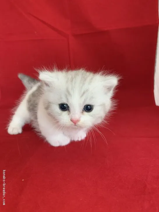 ID：2010-00863の子猫